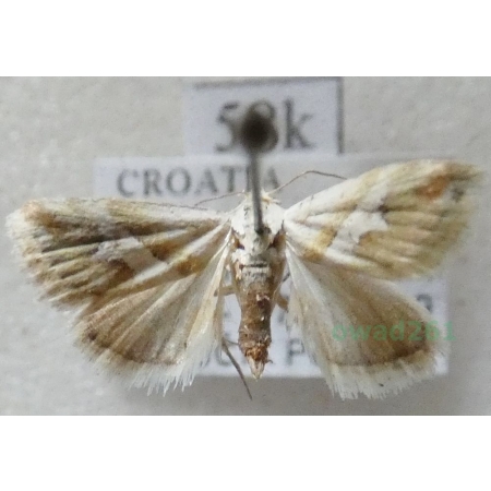 Eublemma viridula (Guenee, 1841) Croatia58k